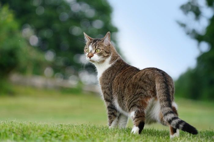 Immagine maestosa di un gatto, che irradia un senso di nobile presenza e carisma