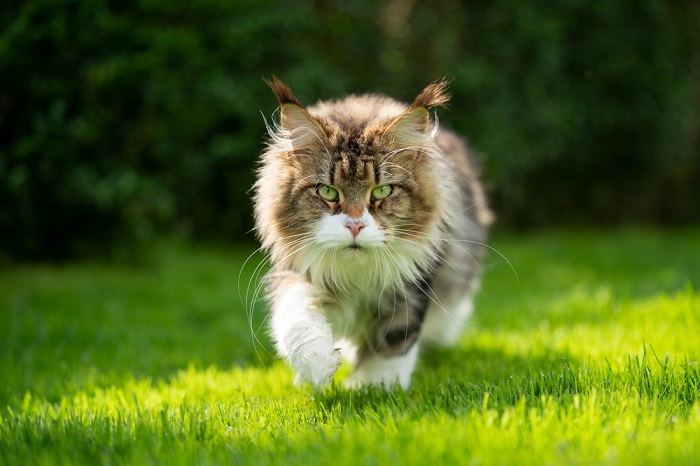 Immagine di un gatto che cammina con grazia nell'erba verde lussureggiante