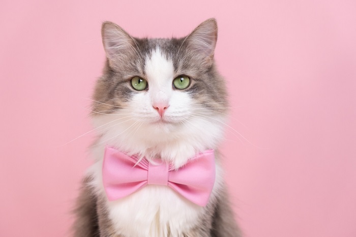 L'immagine di un gatto che trasuda maestosità ed eleganza, con un portamento regale e una presenza accattivante.