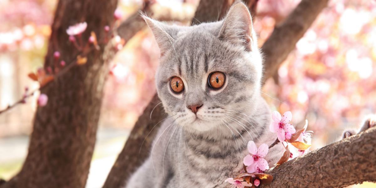 Un simpatico gattino è seduto su un ramo di un albero.