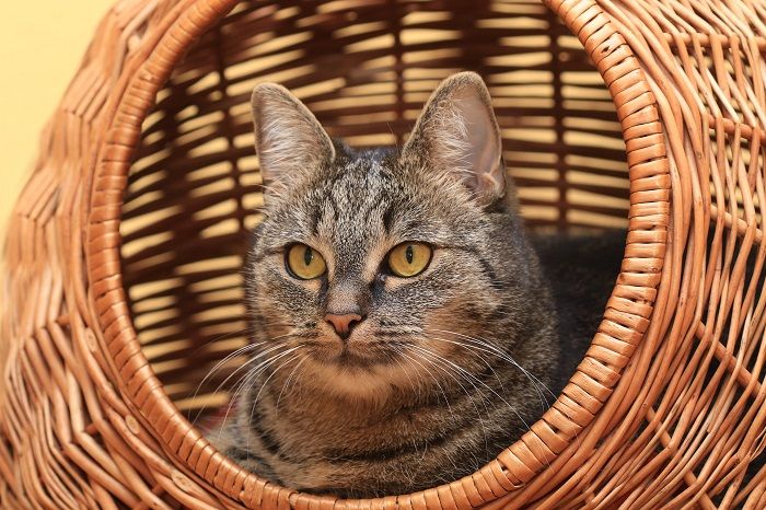 Gatto comodamente adagiato in una cuccia intrecciata, che si gode il suo rifugio accogliente ed elegante