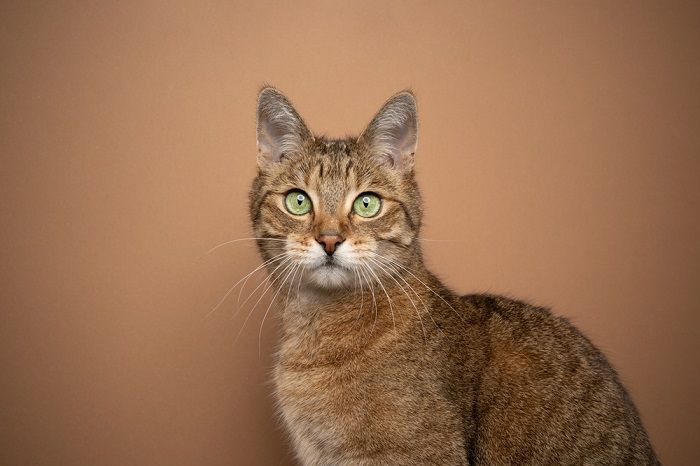 Gatto marrone con sorprendenti occhi verdi, che esemplificano il suo aspetto unico e incantevole