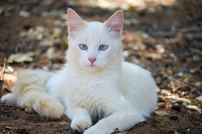 Gatto bianco che guarda direttamente nella telecamera, catturando la sua espressione accattivante e curiosa