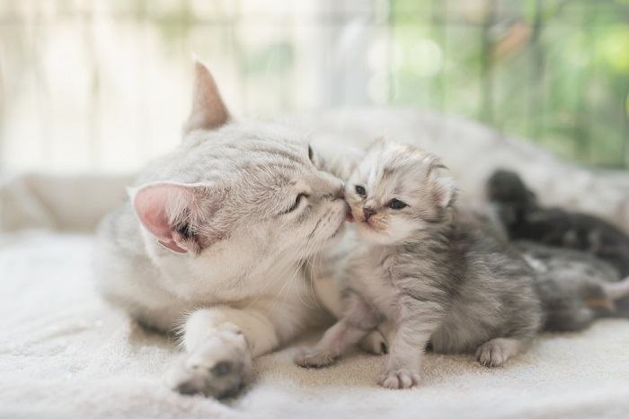 mamma gatta che lecca il gattino