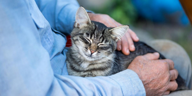 150 migliori nomi per gatti anziani: idee fantastiche per il tuo adorabile gatto