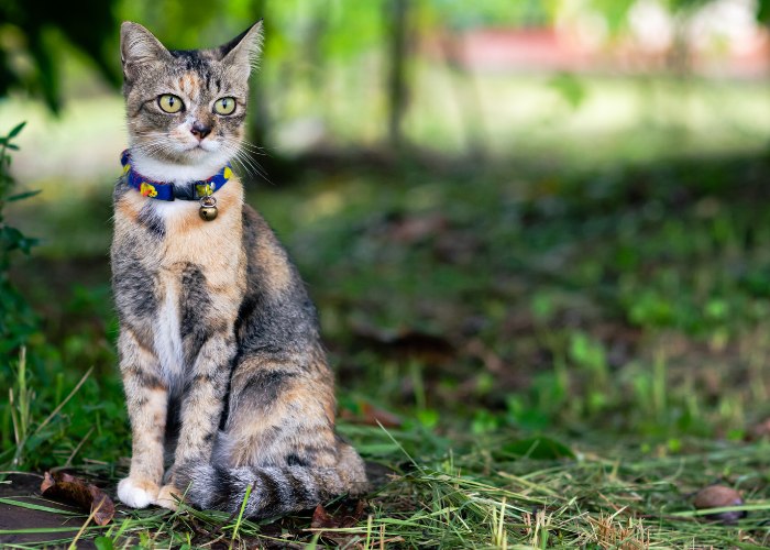 Gatto carino con campanellino al collare