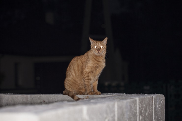 Gatto malato che vocalizza la sofferenza. L'immagine ritrae un gatto che mostra segni di malattia o disagio, vocalizzando come un modo per comunicare la sua sofferenza.