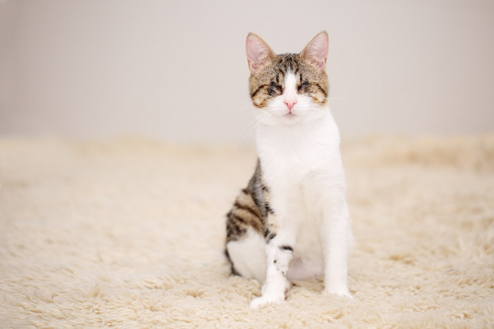 5 Motivi per adottare un gatto con bisogni speciali