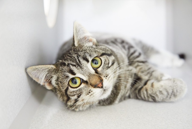 Uno splendido gatto soriano con le sue caratteristiche strisce e fantasie sulla pelliccia, che guarda curioso nel vuoto.