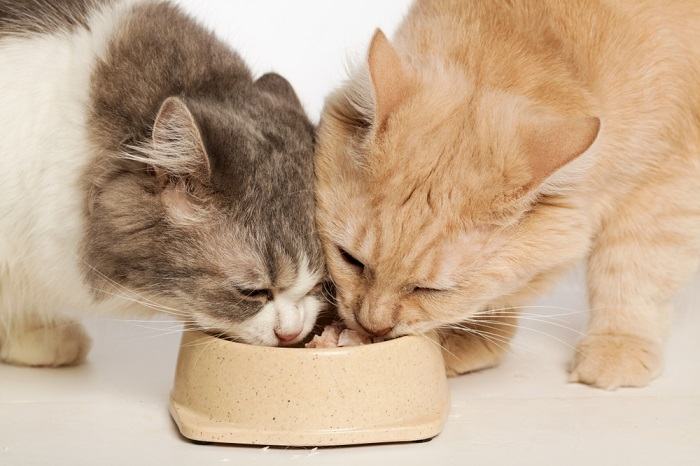 Due gatti che condividono la stessa ciotola di cibo.