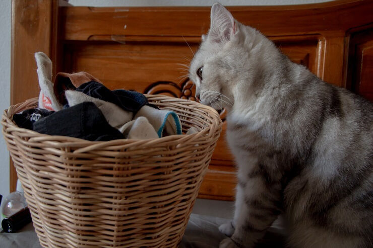 Immagine di un gatto che annusa vestiti usati, probabilmente a indicare curiosità felina o interesse per gli odori presenti sugli indumenti.