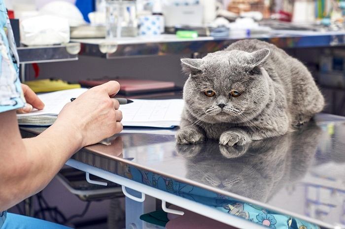 Veterinario che visita attentamente un gatto malato, dimostrando cura professionale e competenza nella diagnosi e nel trattamento dei problemi di salute felini.