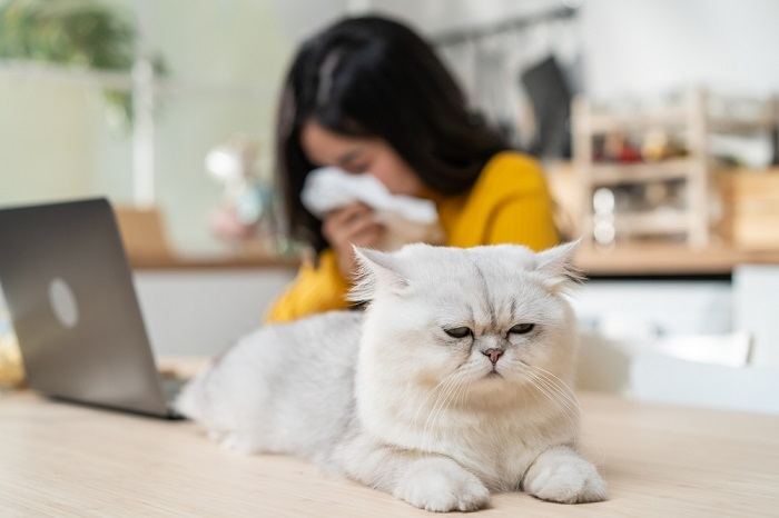 L'immagine suggerisce uno scenario che coinvolge una donna che potrebbe manifestare sintomi dovuti alla sua allergia ai gatti, evidenziando le sfide che devono affrontare le persone affette da allergie.