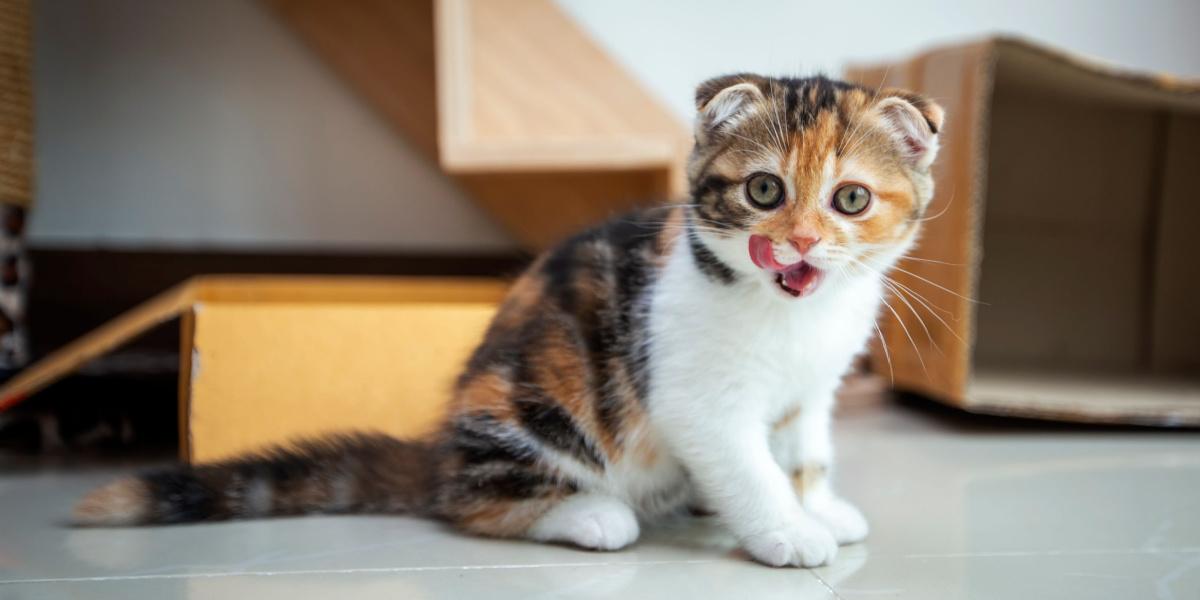 Giocosi gatti Scottish Fold che si divertono in casa.