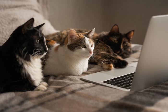 Adorabile immagine di tre gatti che osservano con curiosità lo schermo di un computer portatile, catturando il loro interesse e coinvolgimento collettivo con il mondo digitale.