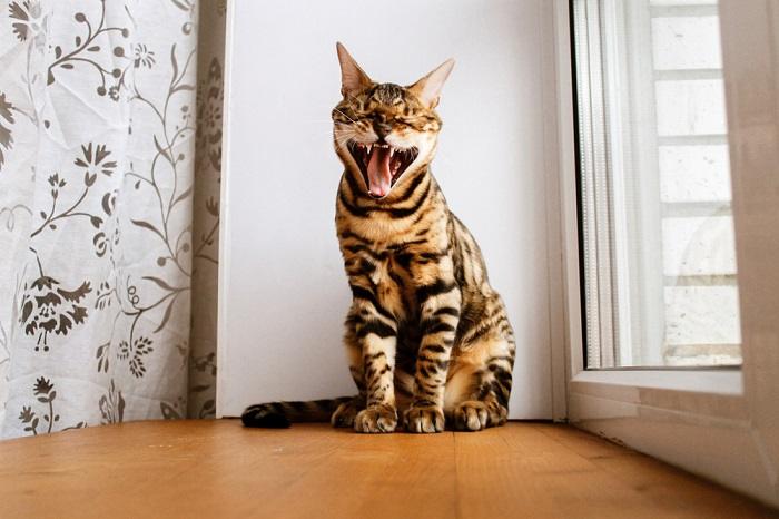 Una suggestiva immagine di un gatto del Bengala colto mentre sbadiglia, mentre mette in mostra i suoi caratteristici segni e la sua graziosa postura, aggiungendo fascino a questa elegante e accattivante razza felina in un momento di comportamento naturale.