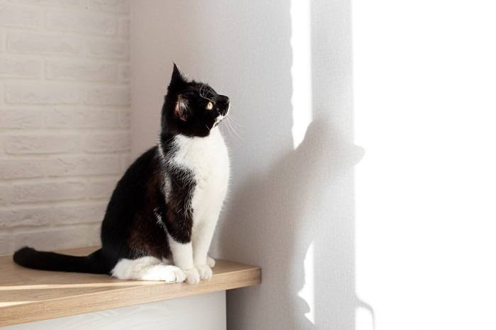 Un'immagine che ritrae un gatto bianco e nero che fissa un muro, con un atteggiamento pensieroso e osservatore, che suscita curiosità nei confronti dello stimolo che cattura il suo interesse.