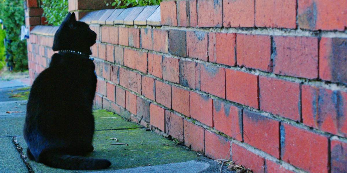 Un'immagine intrigante di un gatto nero che fissa intensamente un muro, con un'espressione concentrata e contemplativa, che suscita curiosità circa la fonte della sua attenzione.