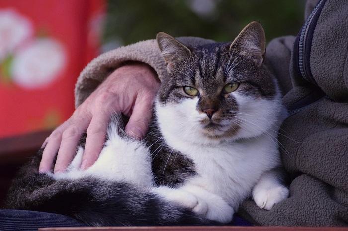 Un gatto bianco e nero seduto felicemente sulle ginocchia del suo padrone.