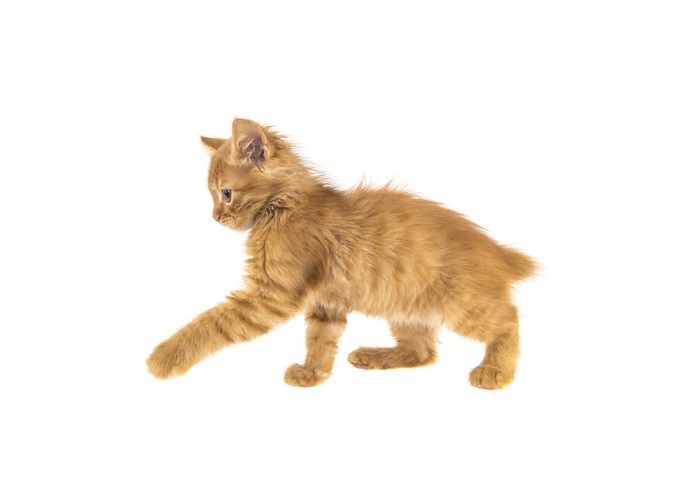 gattino Bobtail americano arancione