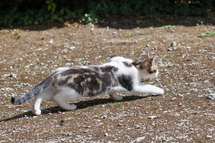 Un'immagine che raffigura un gatto accovacciato vicino al terreno.