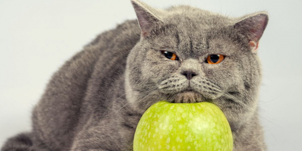 250 dei nomi di cibo più carini per gatti che amano fare spuntini