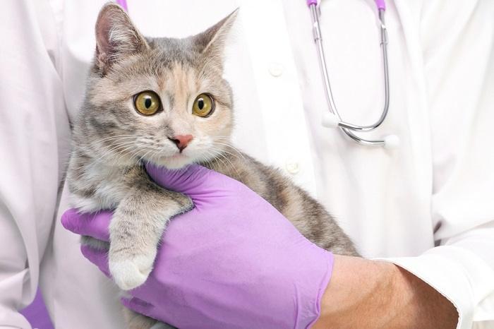 Gatto dal veterinario.