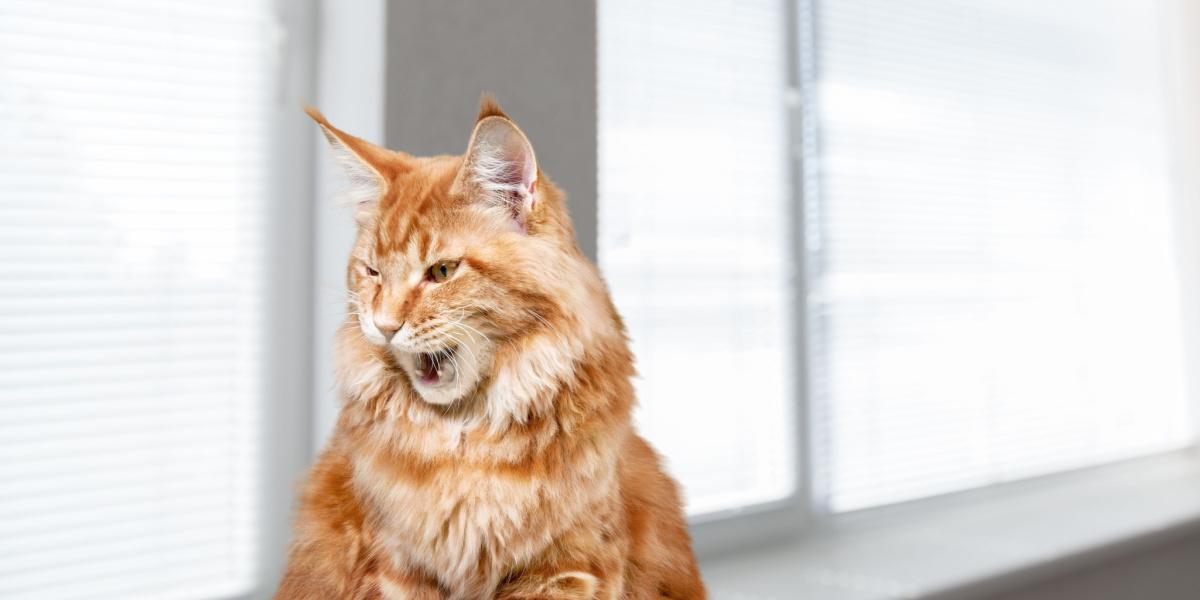 Un curioso gatto bianco e nero era appollaiato vicino alla finestra e guardava fuori con attenzione rapita, come se fosse impegnato in un'affascinante conversazione con il mondo esterno.