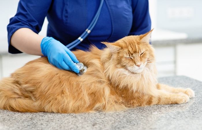 veterinario che controlla il gatto