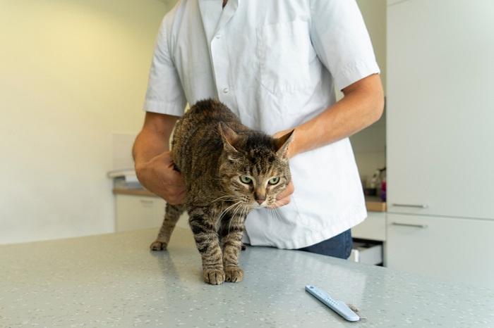 Immagine raffigurante un gatto sottoposto a visita veterinaria.