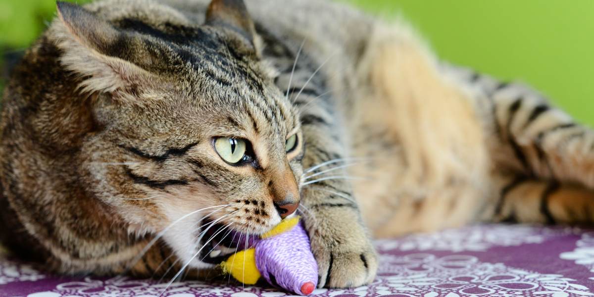 Gatto che mastica la plastica.