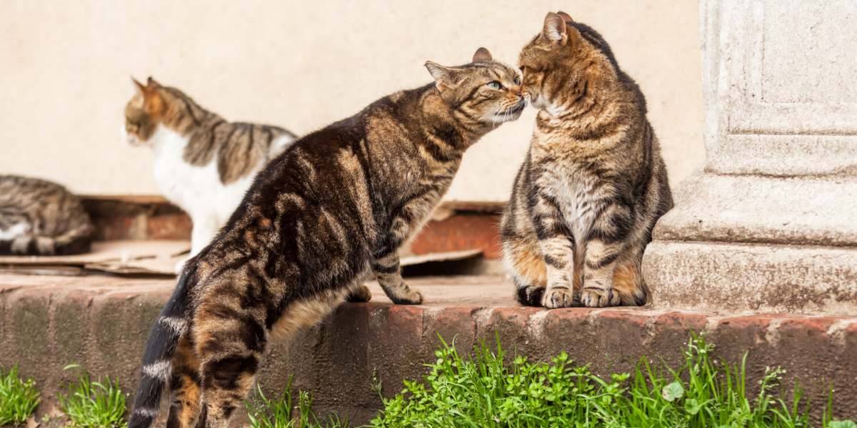 Due gatti impegnati in comunicazioni e interazioni, dimostrando il comportamento sociale felino.