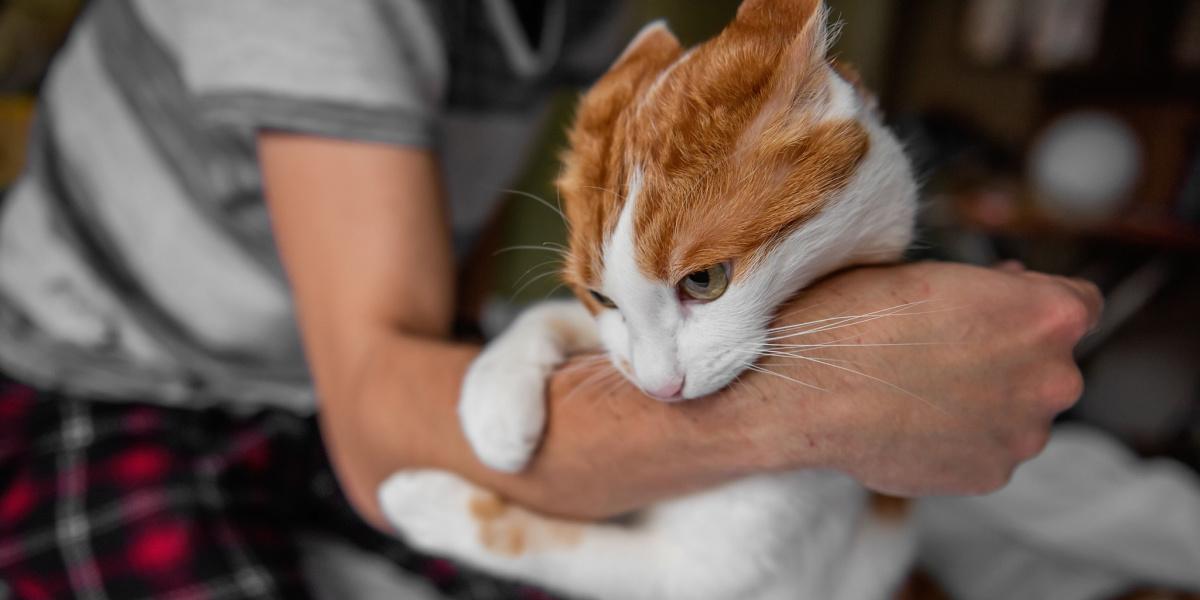 Immagine che ritrae un'interazione tra un gatto e un essere umano, simile a una zuffa giocosa.