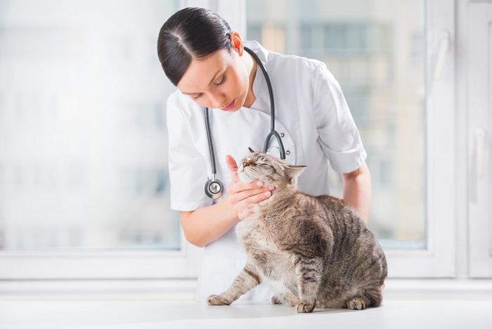 Immagine che illustra una visita di controllo dal veterinario per un gatto.