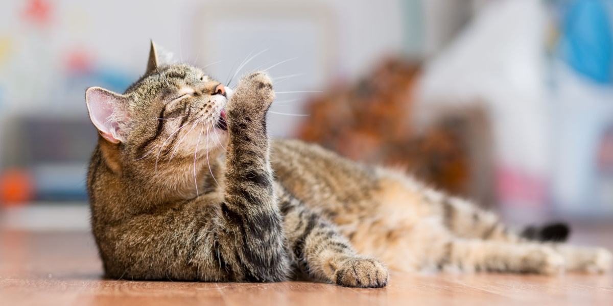 Gatto esigente impegnato in una sessione di toelettatura approfondita, assicurandosi che il suo pelo rimanga pulito e ben curato.