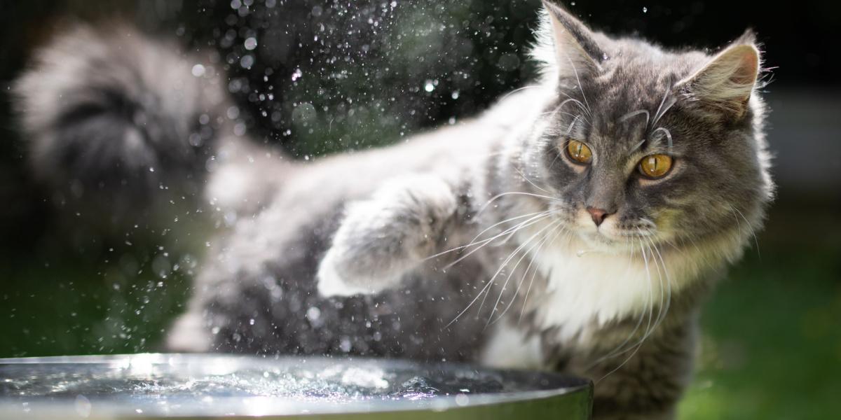 Gatto che esprime antipatia per l'acqua in modo umoristico