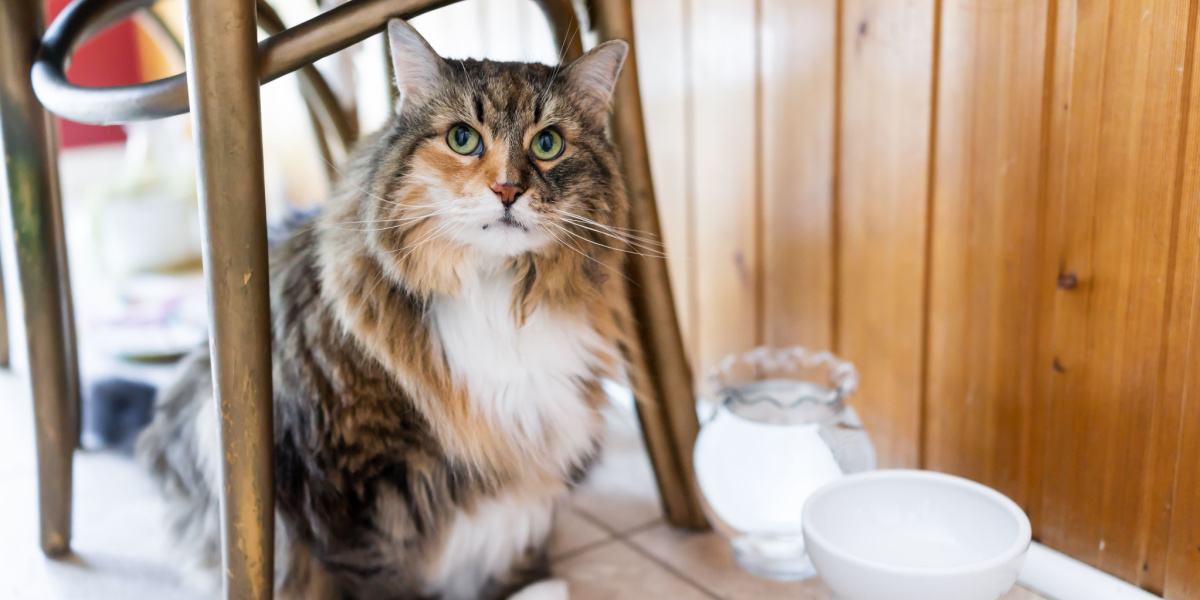 Gatto che nasconde il cibo