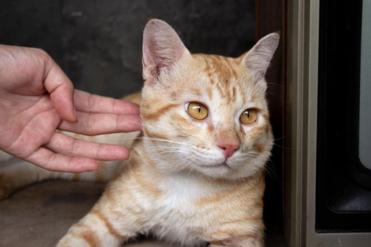 10 Segnali sottili che indicano che il tuo gatto è frustrato