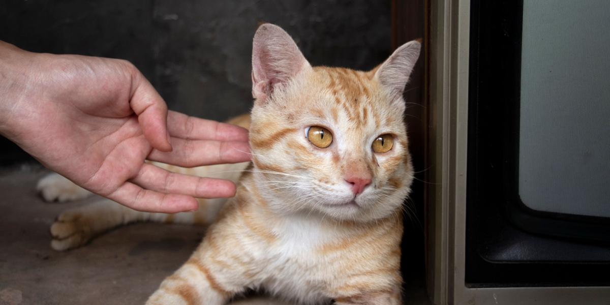 Nell'immagine, un gatto sembra ignorare il suo padrone, evidenziando la natura indipendente e talvolta distante dei felini.