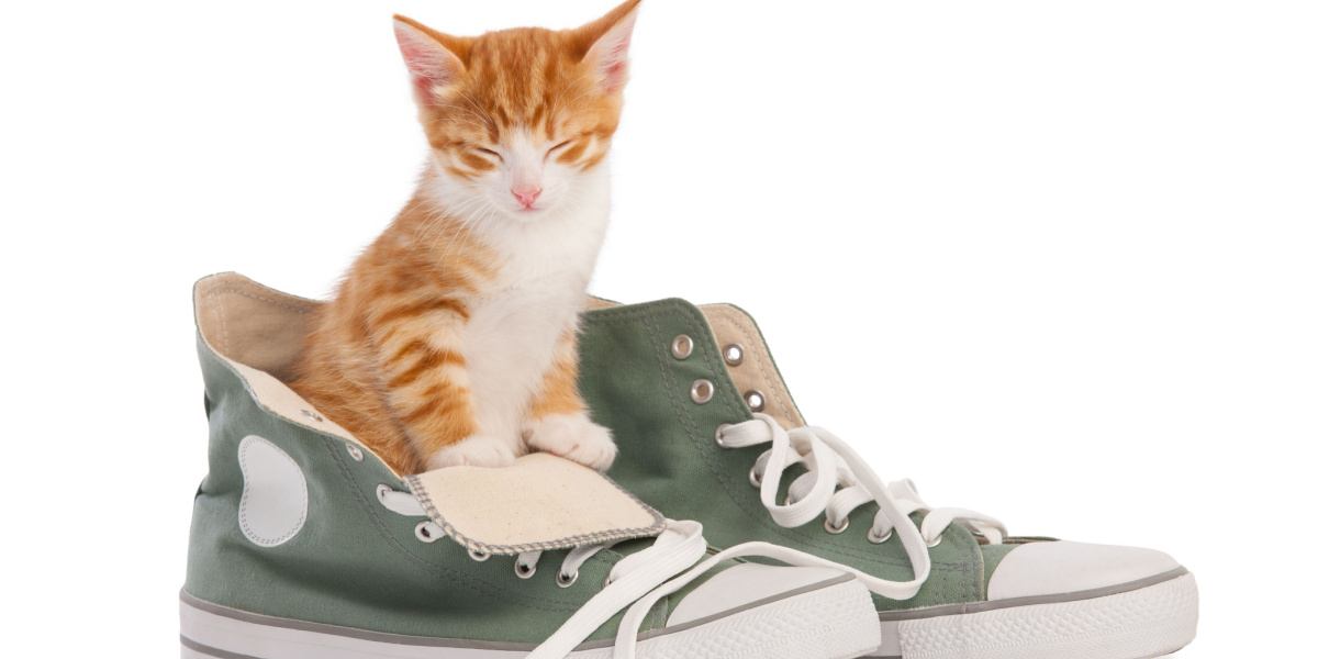 Un'immagine divertente e bizzarra che raffigura un gatto dentro un paio di scarpe.