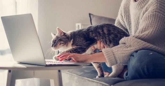 Divertente scena di un gatto appollaiato sulla tastiera di un computer portatile, che apparentemente interrompe il lavoro o la digitazione di una persona, creando un'interazione divertente.