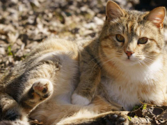 Curious cat comfortably lying on the dirt ground, embracing the simple pleasures of nature and exploration.