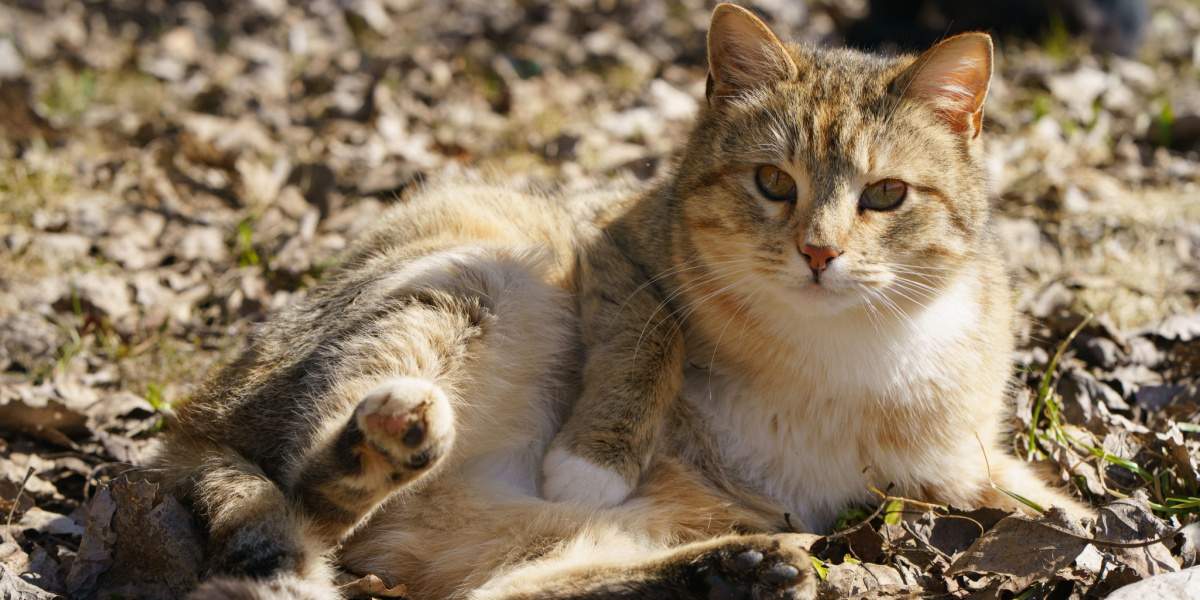 Un gatto curioso è comodamente sdraiato sul terreno sterrato, e si gode i semplici piaceri della natura e dell'esplorazione.