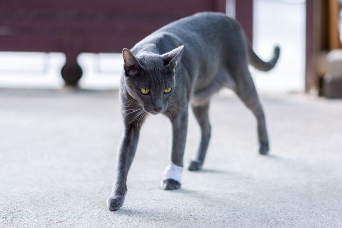 Gatto con zoppia, probabilmente a causa di una ferita o di una ferita