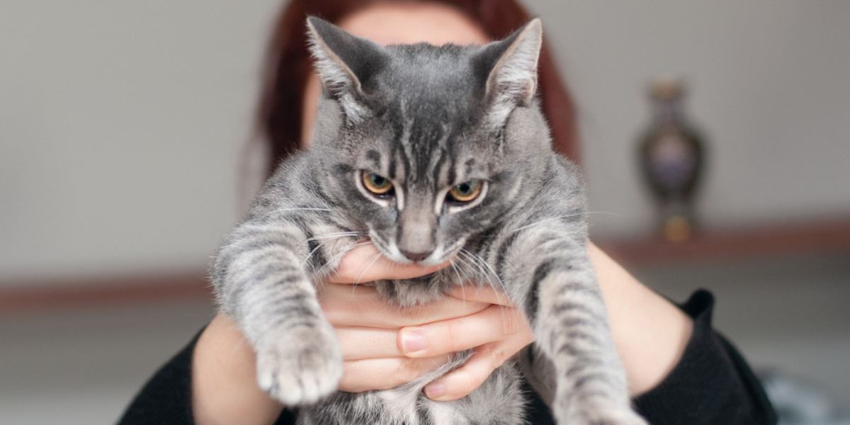 Gatto che mostra disappunto quando viene tenuto in braccio