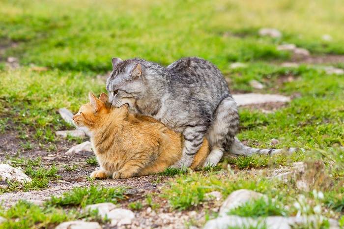 Immagine che illustra vari aspetti del comportamento riproduttivo dei gatti, evidenziando i complessi rituali e le interazioni tra gatti maschi e femmine durante il processo di accoppiamento.