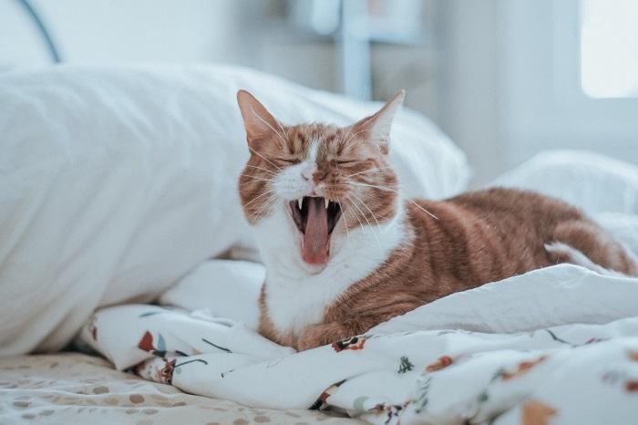 Immagine di un gatto con la bocca leggermente aperta, che mette in mostra i denti e la lingua.