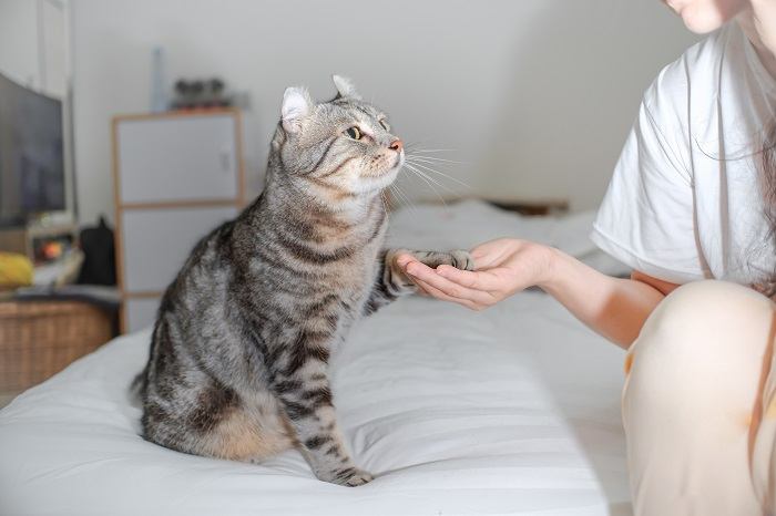 Un'immagine che raffigura un gatto che allunga la zampa in un gesto amichevole verso un essere umano