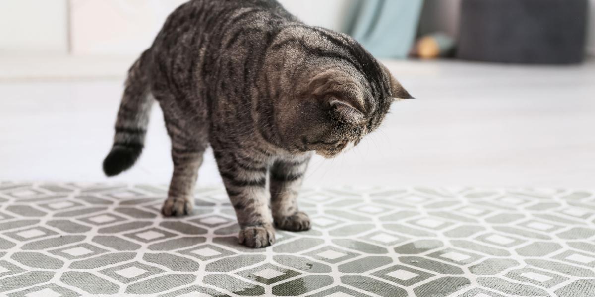 Un'immagine che raffigura un gatto che urina su un tappeto, evidenziando un problema comune nelle case in cui sono presenti animali domestici.