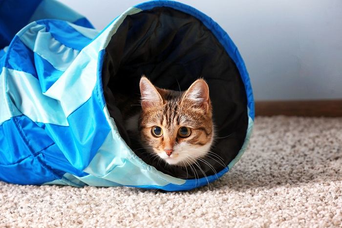 Un'adorabile immagine di un gatto che gioca con entusiasmo all'interno di un tunnel giocattolo, che mette in mostra la naturale curiosità del felino e il suo piacere nell'esplorare spazi ristretti e impegnarsi in giochi interattivi.